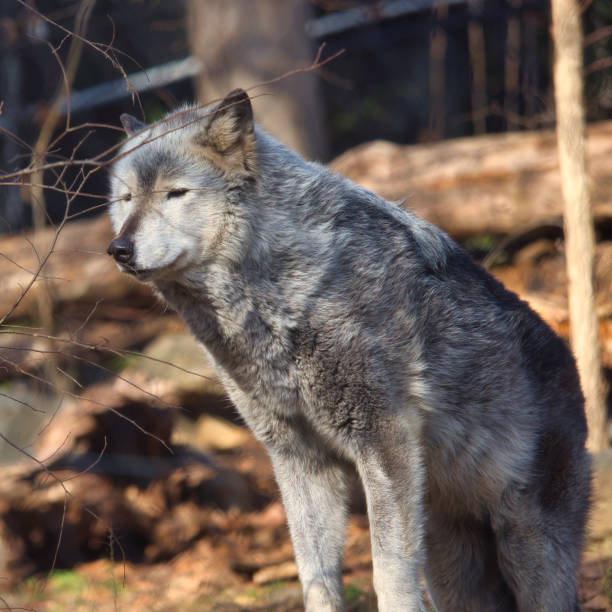 istock Selective focus shot of a gray wolf in a zoo 1437840299