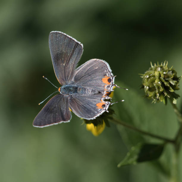 istock Selective focus shot of a Short-tailed blue on a flower 1437840364