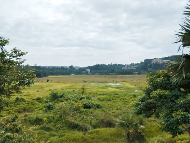A view of greenfields in a swampy area near a forest