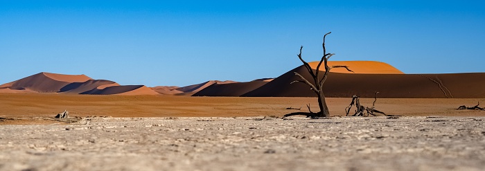 Namibia, the Namib desert, dead acacia in the Dead Valley, the red dunes in background
