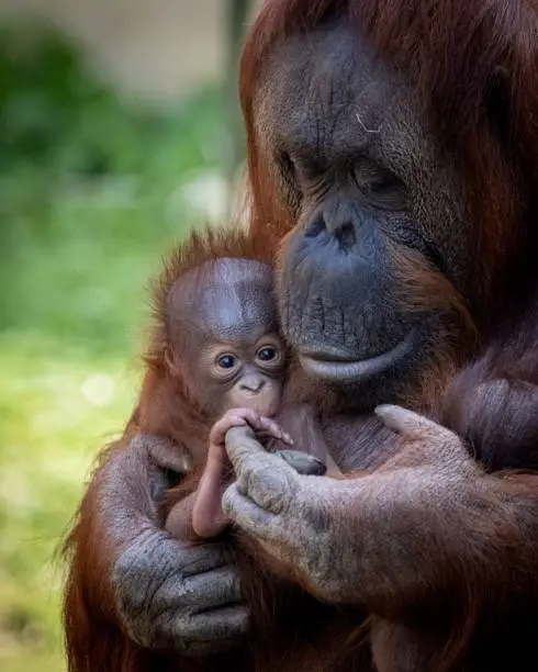 The vertical close-up view of a Bornean Orangutan holding her baby
