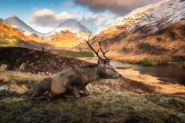 istock Lonely stag resting in scenic mountainous area 1437841120