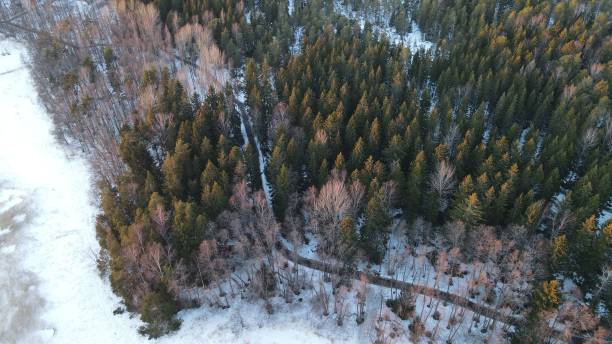 istock Aerial view of road passing through dense forest 1437841905