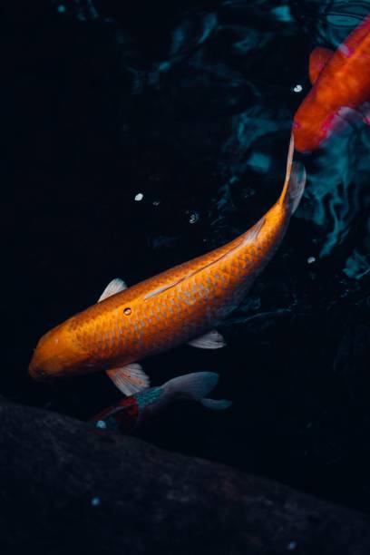 istock Vertical shot of Koi fish in the pond 1437841917