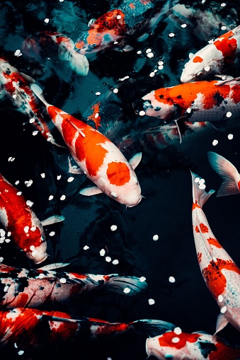 A vertical shot of Koi fish in the pond