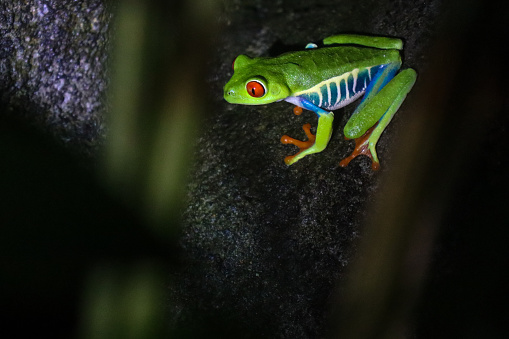 Red-Eye tree Frog  at night in a rain forest in the Arenal Area - Costa Rica