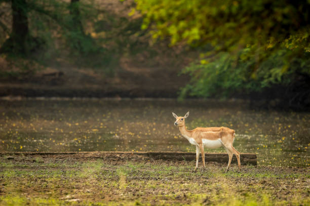 istock blackbuck or antilope cervicapra or indian antelope side profile with natural scenic background at tal chhapar sanctuary churu rajasthan india asia 1437842221