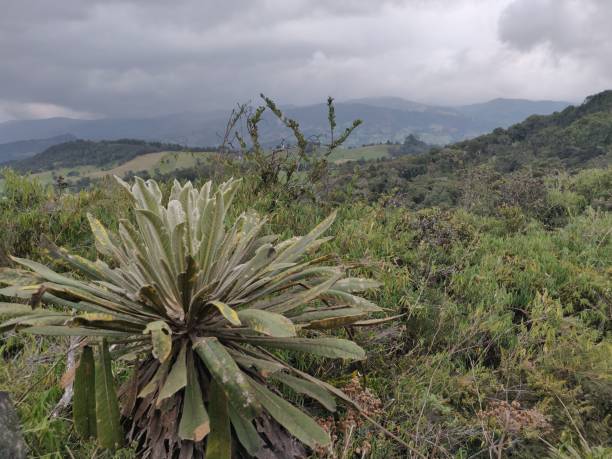 istock Great frailejon in Guatavita 1437842314