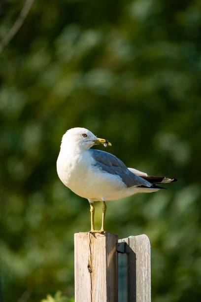 istock Seagull perched on the wooden pole on a sunny day in Burlington Canada 1437842331