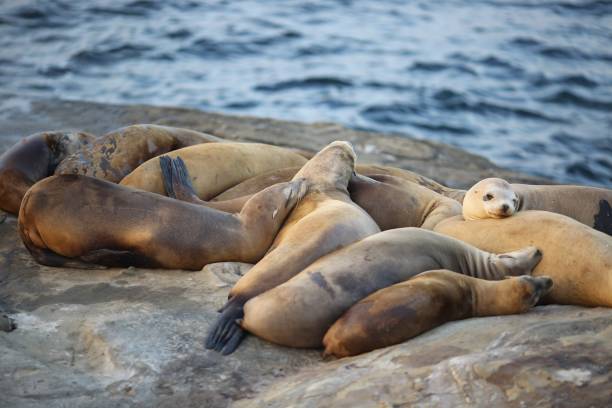 istock Sea lions on the coast 1437842546