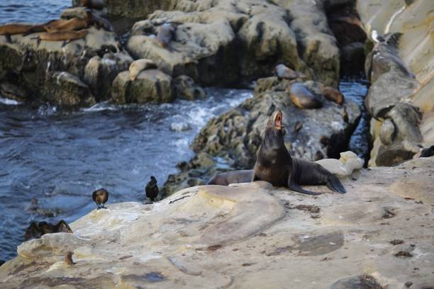 istock Sea lions and birds on the coast 1437842548