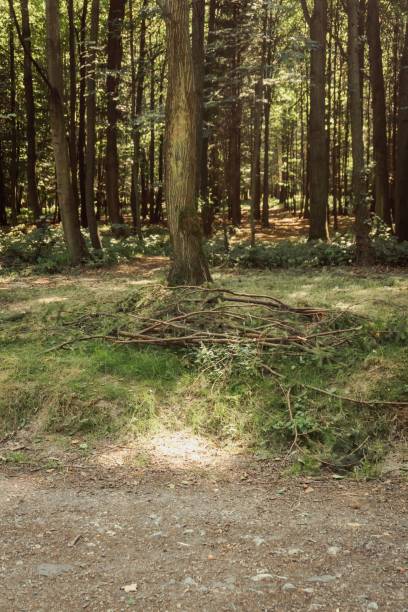 istock Vertical shot of a forest with fallen branches of the tree 1437842683