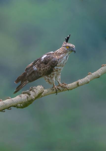 istock Vertical closeup of an accipitrinae perched on a branch 1437842739