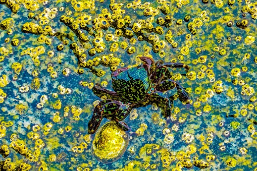 A closeup shot of a Hermit crab