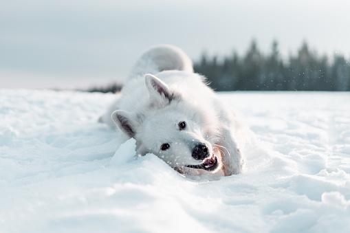 A closeup of a cute white Swiss shepherd playing in the snow