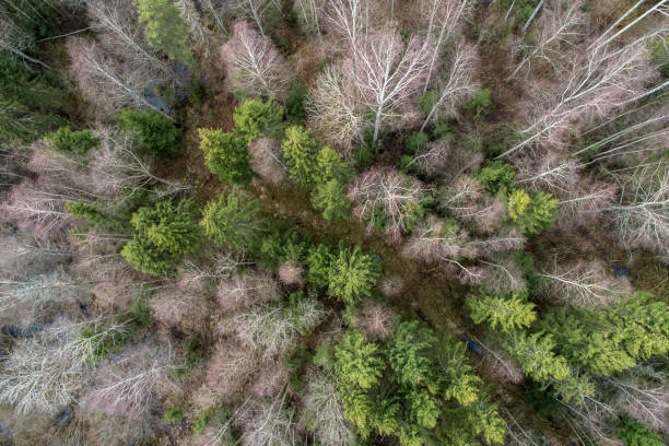 istock Aerial view  of a dense forest with bare deep autumn trees with a dried foliage 1437842991