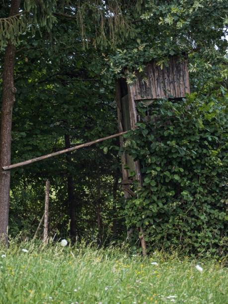 istock Vertical shot of a tree house in the forest 1437843012