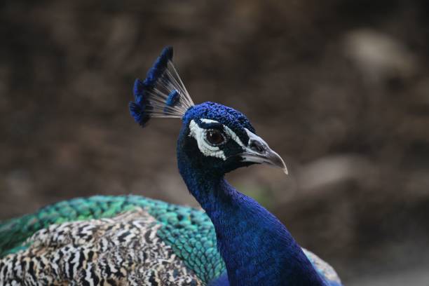 nahaufnahme eines wunderschönen pfauenvogels vor verschwommenem hintergrund - close up peacock animal head bird stock-fotos und bilder