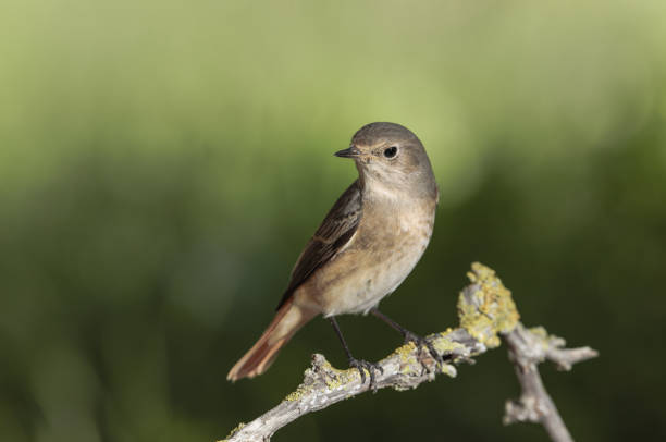 istock female Common redstart Phoenicurus phoenicurus , Malta, Mediterranean. 1437843104