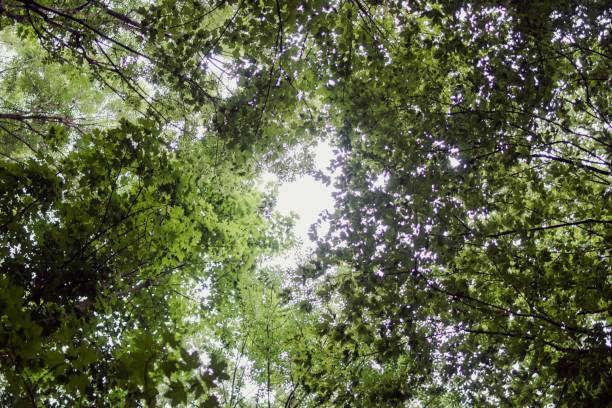 istock Beautiful landscape of tree foliage under the sunlight 1437843222