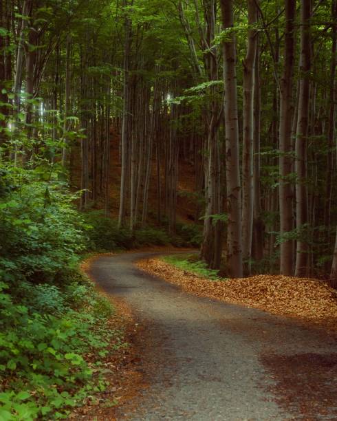 istock Winding road in a dense green forest 1437843345