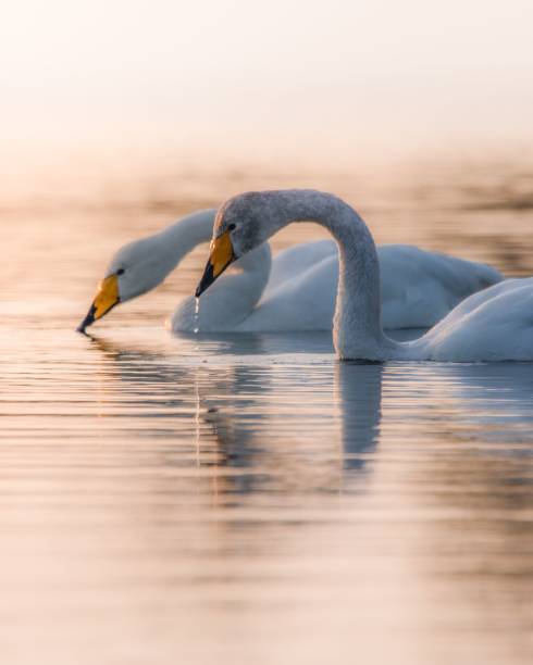 istock Selective of two whooper swans in Finland lake during sunset 1437843438