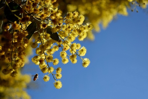 A closeup of a bee flying by Acacia baileyana or Cootamundra wattle flowers.