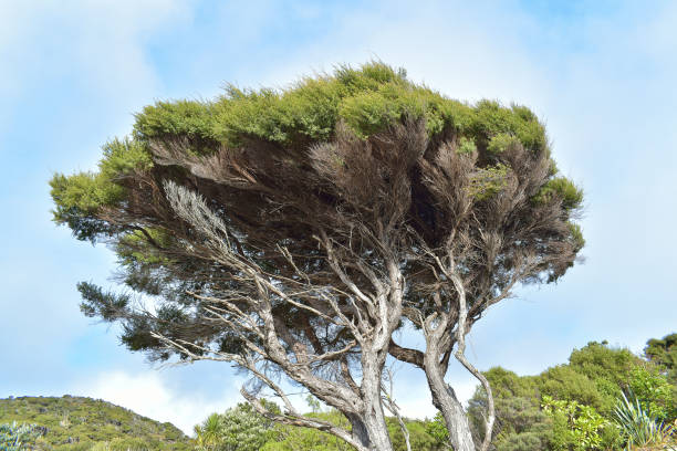A closeup shot of Manuka tree crown
