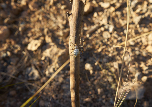 A selective focus shot of a spider on a branch