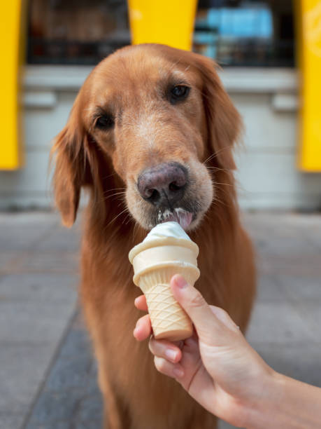 istock Golden Retriever eating ice cream 1437843700