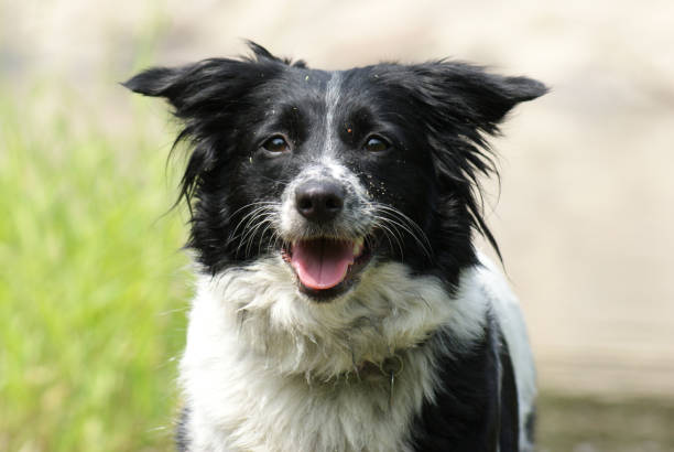 istock Endearing black and white dog with a sad face expression 1437843858