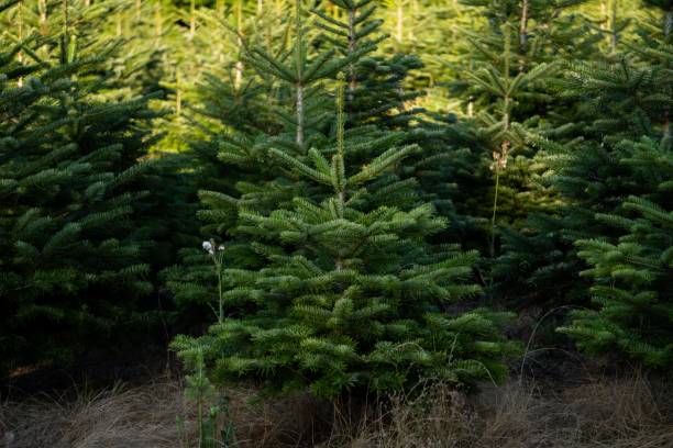 istock cultivated christmastre 1437844009