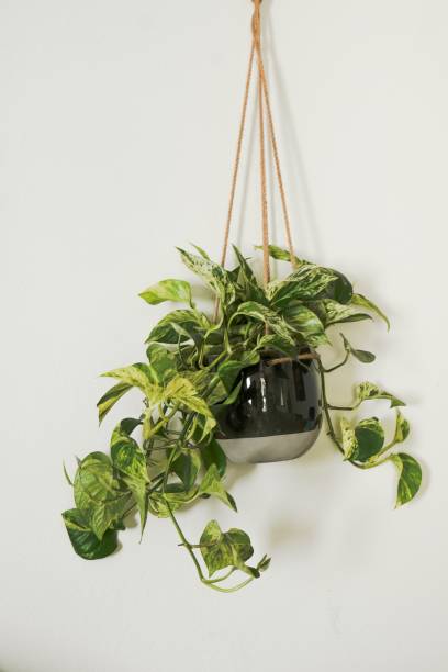 istock hanging plant on white background 1437844058