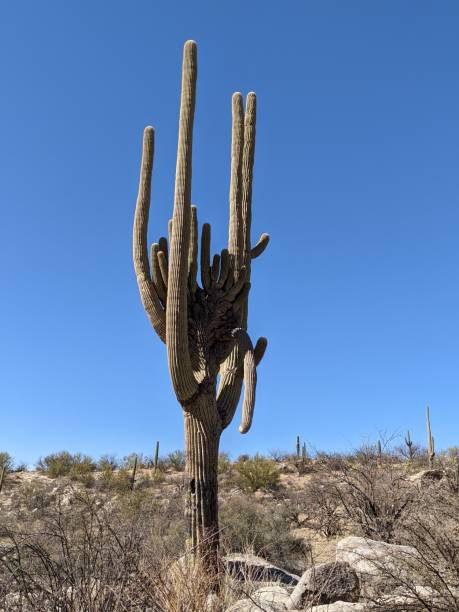 istock Vertical shot of saguaro cactus (Carnegiea gigantea) in desert under blue sky. 1437845052
