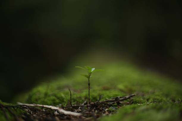 istock Macro closeup young plant 1437845070