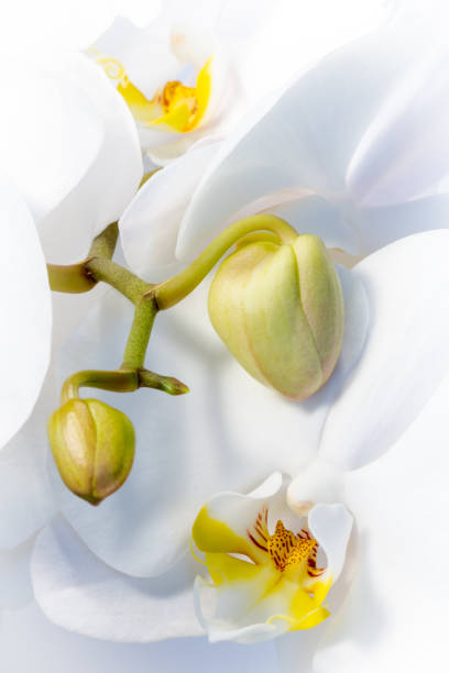 istock Closeup of a white orchid flower 1437845166
