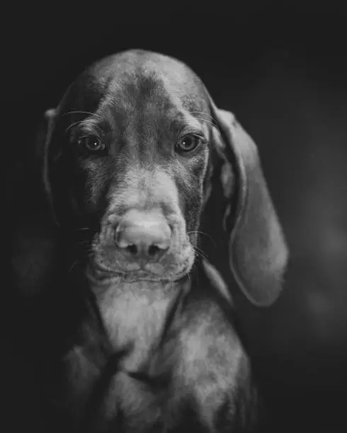 A vertical grayscale portrait of a Weimaraner dog