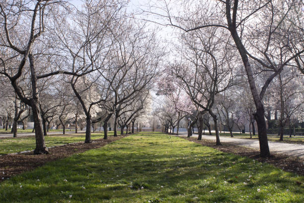 istock Early spring park with rows of bare trees and fresh lawn 1437845772