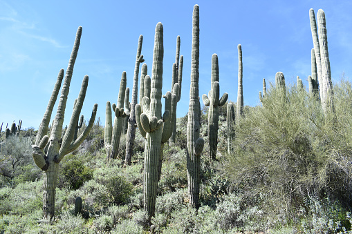 A shot of  giant saguaro cactuses with blue sky background, Cave Creek,   Sonoran Desert, Arizona
