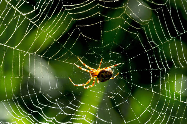 istock Closeup of a spider on a spider web 1437846374