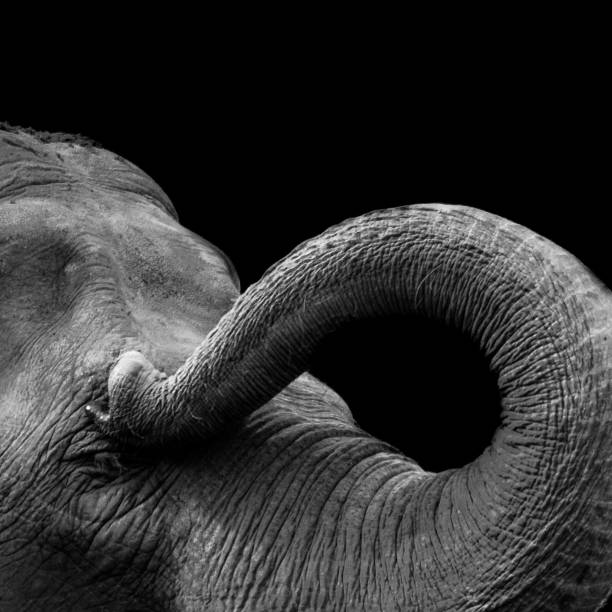 istock Grayscale shot of the elephant trunk on isolated black background 1437846539