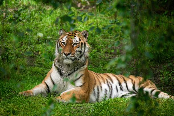 istock Beautiful Bengal tiger sitting on grass in the park 1437846542