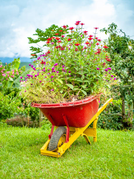 istock Flowers Planted in a Wheelbarrow 1437846543
