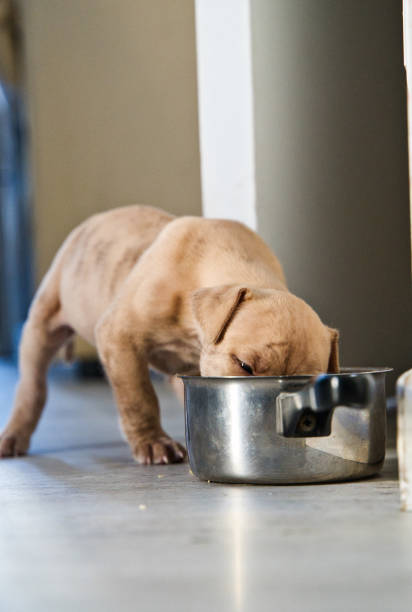 istock Head in the food 1437847321