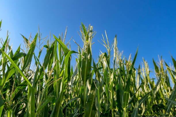 istock Ripening yellow corn on the cob, maize closeup 1437847333