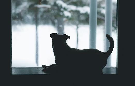On gloomy gray winter day dog lying near window watching outside waiting for owner