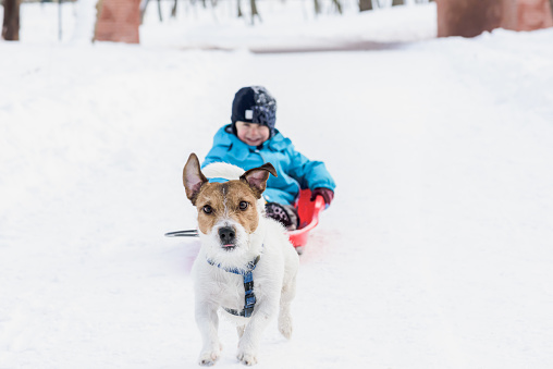 Strong Jack Russell Terrier dog drags sledge