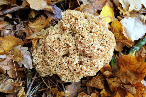 istock Sparassis (cauliflower mushroom) edible mushroom found under ine trees in autumn 1437848653