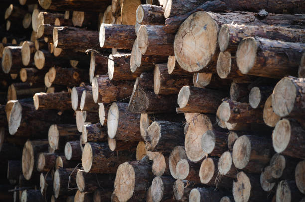 istock Wooden Logs with Forest on Background 1437848955