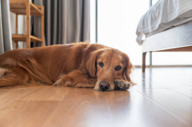 istock Golden Retriever lying on bedroom floor 1437849133